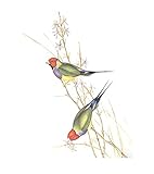 diamante gould hembra 1.Nuestro producto está hecho de lona de alta calidad, duradera, resistente al desgaste, sin decoloración, sin olor y respetuosa con el medio ambiente, tinta de alta definición y lona para un cuidado fácil. Colores perfectos y nitidez de la imagen, resistente a los rayos UV