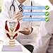 Larynx Functional Model, 3X Magnified Pharynx Larynx Functional Demonstration, Movable Epiglottic Cartilage, with 24 Digital Markers, for Clinical Anatomy Research