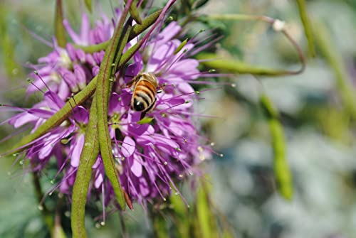 800 Rocky Mountain beeplant Seeds for Planting 6 Grams USA Harvested Native Pollinato...