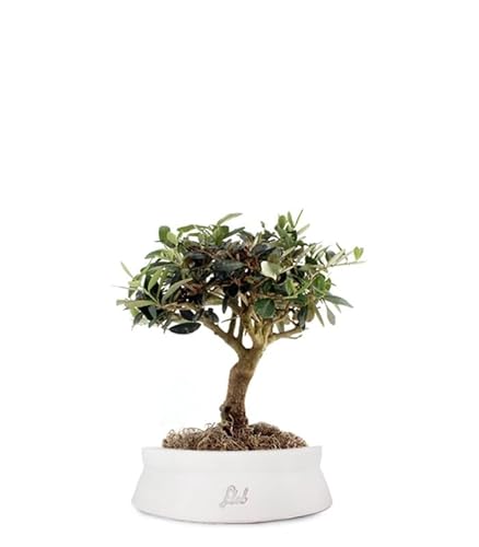 Olivo Bonsai Altezza 35 cm, Pianta Vera, Pianta da Interno ed Esterno - Vaso Artigianale di Terracotta - Bianco Space