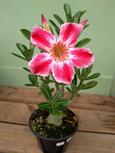 20 Semente De Rosa Do Deserto Mix Cores - 20 Sementes Adenium