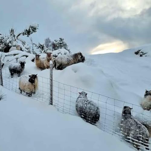 Sauepodden julespesial 2025