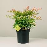 Plantì NANDINA DOMESTICA. Arbusto, Pianta Sempreverde da Esterno con Vaso da 19cm-Piante vere da Esterno, Giardino e Terrazzo. 6 mesi di Concimazione. Idea Regalo Pianta da Esterno (Gulf Stream)