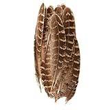 Producto de alta calidad. Jojomino 50 plumas de ala de faisán de gallina para decoración de la ropa de arte de la millinería de la boda