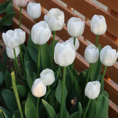 5 pz bulbi di tulipano, da giardino selvatici campo del giardiniere