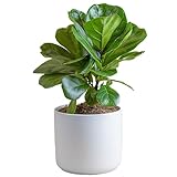 Costa Farms Little Fiddle Leaf Fig Tree, Live Indoor Plant, Terracotta Décor Planter Pot, Desk or Table Top Houseplant in Potting Soil, Home Living Room Décor, Housewarming Gift, 1-Foot Tall