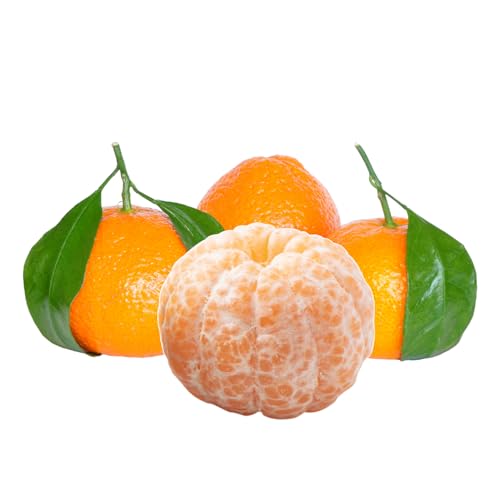 Muda Frutífera de Tangerina Mexerica Comum Enxertada