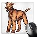 Price comparison product image 3dRose mp_129070_1 8 x 8-Inch Cute and Cuddly Canine Lakeland Terrier Mouse Pad
