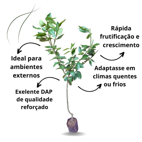 Muda de Limão Taiti Enxertado - Compre Agora Verde