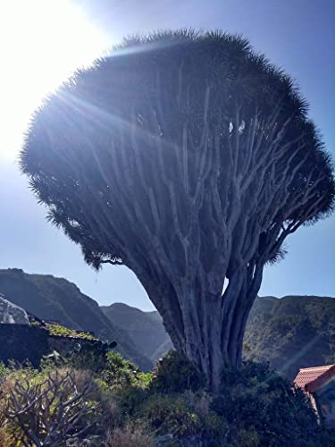 10 Dragon Blood Seeds, Dragon Tree Seeds - 10 Seeds (Dracaena Draco Subsp. Draco) - Pack Of 10 Rare And Viable Seeds - Qo Seeds #TOP6