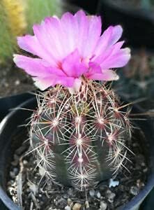 3 PlÃ¡ÂºÂ¡nts ThÃ¡ÂºÂ¹locÃ¡ÂºÂ¡ctus Deluxe GÃ¡Â»ÂÃ¡ÂºÂ¡nt Max 71% OFF bÃ¡Â»Âcolor