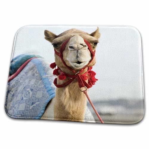 3dRose Dubai Camel Racing Track Bath Rug Mat