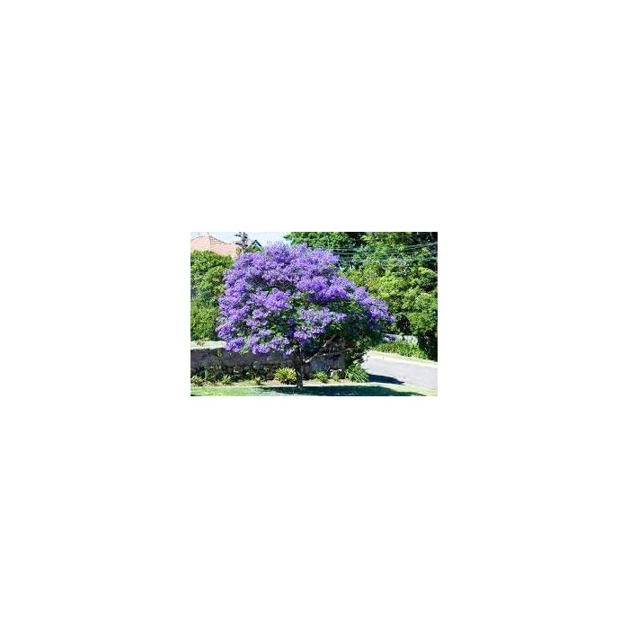 Buy New Jacaranda Mimosifolia Jacaranda, Jacaranda MIMOSIFOLIA, Blue
