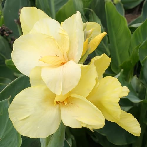 Pfitzer's Primrose Yellow Dwarf Canna Flower Bulbs - 3 Bulbs