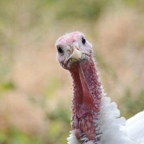 We attacked that turkey like it owed us money