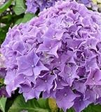Hydrangea Macrophylla - Floralia 4-8' Tall, Sweet Flowers to Enjoy Year after Year, Potted Plant