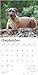 Rhodesian Ridgebacks | 2025 12 x 24 Inch Monthly Square Wall Calendar | Plastic-Free | BrownTrout | Animals Dog Breeds