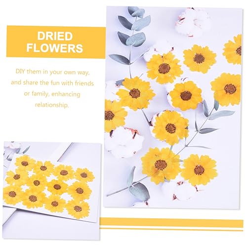 Flores secas margarita reales 24 piezas para manualidades miniatura 2