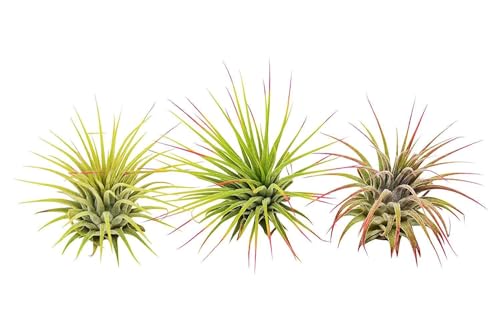 Air Plants Live Variety Pack - Pack of 3 Live Air Plants - Tillandsia Live Plants Assorted - Air Purifying Plant - California Seller - Thumbnail 2