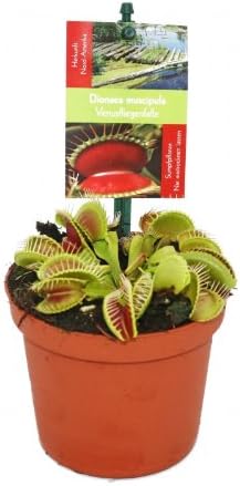 Venus Flytrap - Dionaea muscipula-12cm Pot