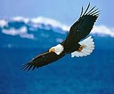 1/4 Sheet ~ Bald Eagle Soaring...