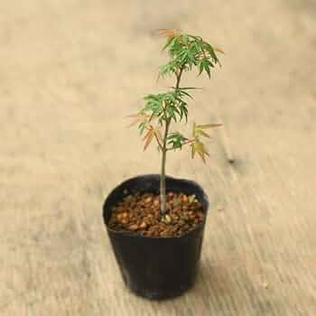 長良川もみじ モミジ：長良川2.5号ポット の通販 | 園芸ネット