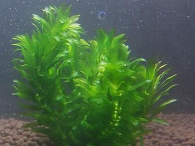 Amazon メダカ産卵用水草セット メダカめっちゃ増える 浮かべるだけ 送料安 イイ水草市場 生体水草 通販