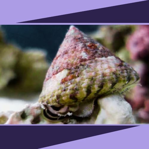 10 X Trochus Snails - Saltwater Aquarium Tanks - 2 Day Arrival