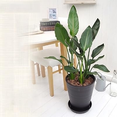 レギネブラックポット