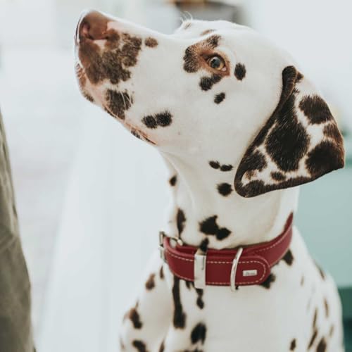 HUNTER AALBORG SPECIAL Hundehalsband, Leder, strapazierfähig, komfortabel, 55 (M), rot