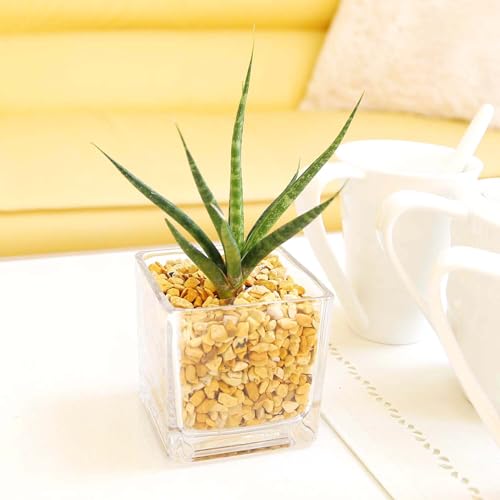 �y�u���[�~���O�X�P�[�v�z�y���g��Ȃ��ϗt�A�� �X���[���T�C�Y�̊ϗt�A�� �[�I���C�g�A���E�K���X�e�� �L���[�u�` �P�� �b���k�͔| �n�C�h���J���`���[ �X���[���T�C�Y (�T���X�x���A �g�[�`)