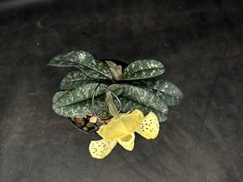 Amazon.co.jp: 洋蘭原種パフィオPaph. wenshanense x sib