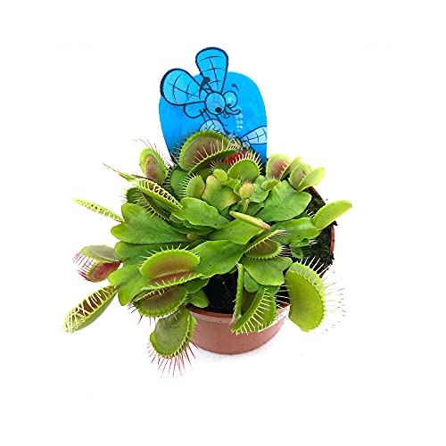 CARNIVORA DIONAEA MUSCIPULA INSECTIVORA M8 VENUS ATRAPA MOSCAS