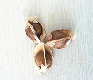 AAAAA Level 100 Moringa Oleifera Seeds 33g Moringa Oleifera Seeds