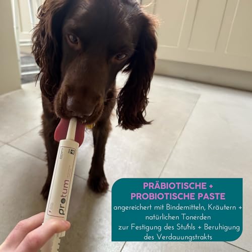 Protum Probiotische Hundepaste 30ml – Präbiotika & Probiotika für Hunde zur Stabilisierung der Darmflora, Unterstützung des Verdauungssystems, schneller Hilfe bei Durchfall Hund für mehr Wohlbefinden