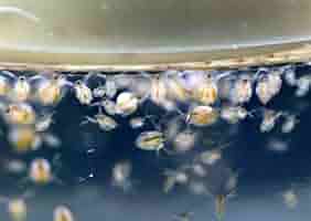 みじんこ　12000円→11000円 みじんこ 12000円→11000円 みじんこ (@mizinkomzmz) / X