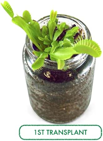 Miniatura 5 de Kit de trampa para moscas Venus, terrario de trampa para moscas Venus viva incluidaKit de inicio fácil para principiantes DIY, planta educativa en