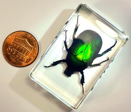 Image of 44mm Real Green Flower Chafer Beetle in Crystal Clear Lucite Resin Specimen Torynorrhina Flammea Preserved Insect Bug Taxidermy Crafts Collection for Biology Science Education & Desk Ornament Display