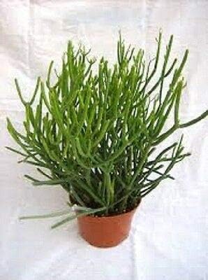 Pencil Cactus 10 Fresh Cuttings Euphorbia tirucalli, Succulent, fFn Plant