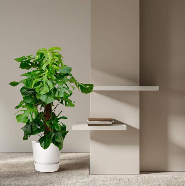 Monstera Deliciosa – Köstliches Fensterblatt – Zimmerpflanze 150cm – Ø27cm – Tropische XXL-Pflanze mit großen grünen Blättern – Dekorative Kübelpflanze für Wohnzimmer & Büro