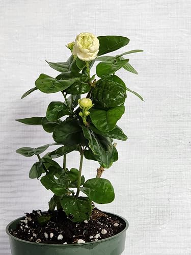 Sandys Nursery Online Jasmine Sambac Grand Duke of Tuscany 4 inch Pot