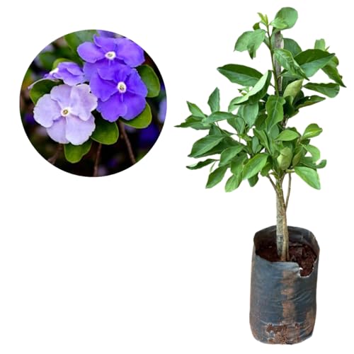 Muda De Manacá De Cheiro - Ideal Para Vasos E Jardins