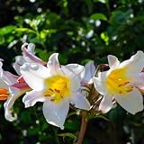 Lilium Trumpet Lily Regale 1 Flower Bulb - Summer Large White Fragrant Blooms