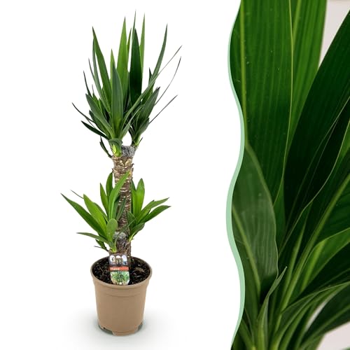 Yucca elephantipes - Yucca - Peu d'entretien - Vert - 65-75cm - Ø17cm - Plante d'intérieur - Vert persistant