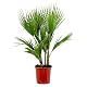 Bloomique Washingtonia Robusta