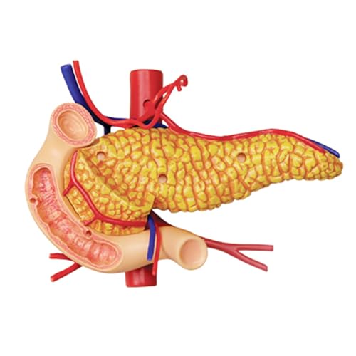 Modèle anatomique 4D de l'estomac AMITD pour clarifier l'anatomie - 5