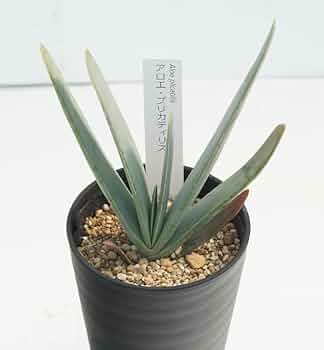 現品】アロエ・プリカティリス(Aloe plicatilis)8号鉢 N15番 現品 現品】アロエ・プリカティリス(Aloe plicatilis)8号鉢 N15番 現品