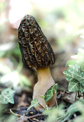 Morel Mushrooms Mycelium Spores (Latin. Morchella Elata) Black Morel Seeds Morchella Spores Garden Mushrooms Mycelium Spawn