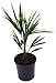 Produktbild winterharte Chinesische Hanfpalme (Trachycarpus fortunei) (30-40cm hoch)