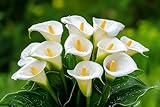 White Calla Lily Bulbs for Planting – Elegant Perennial Flowers – Deer Resistant, Easy to Grow – Perfect for Gardens, Borders, Containers & Cut Flower Bouquets (3 Bulbs)